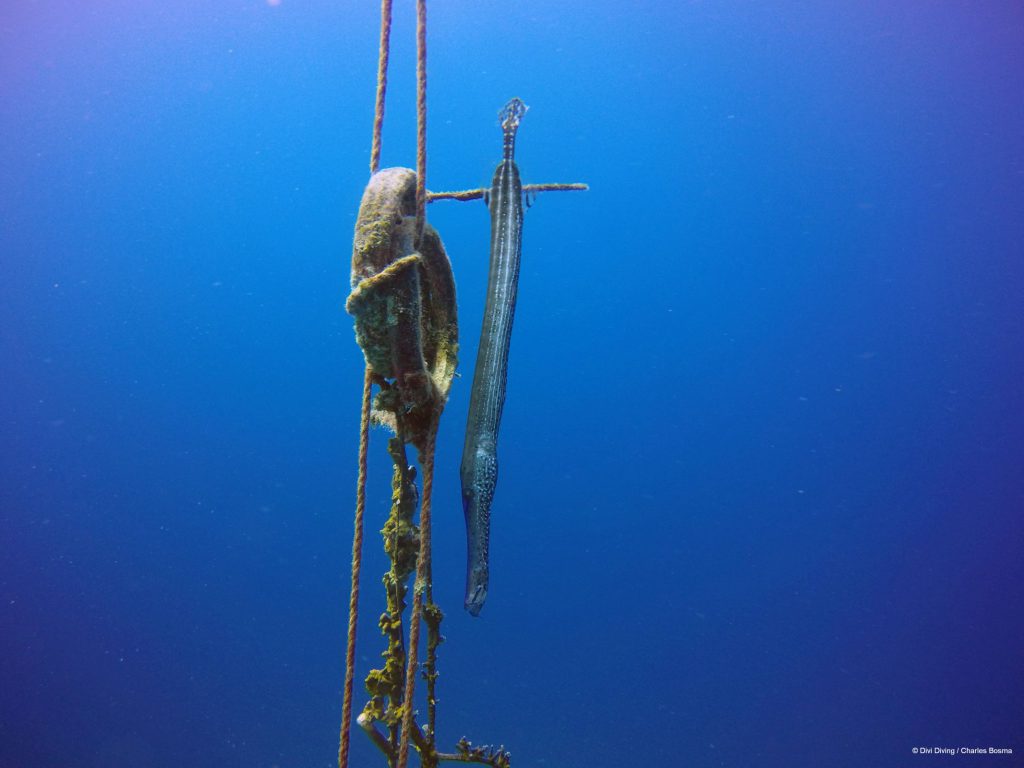 Trumpet fish / Trompetvis