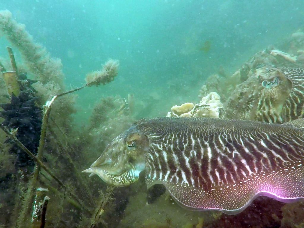 Cuttlefish brooding near Zeelandbrug